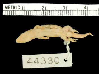 Media type: image;   Herpetology R-44380